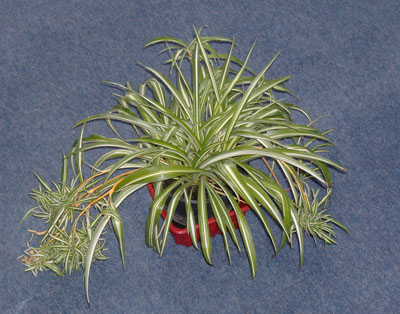 Хлорофитум Chlorophitum Liliaceae Spider Plant