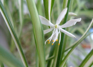 Цветок хлорофитума flower Chlorophitum Liliaceae Spider Plant