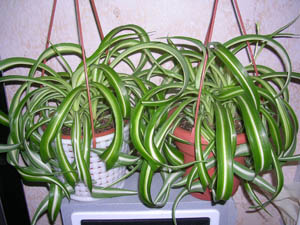 Хлорофитум Chlorophitum Liliaceae Spider Plant